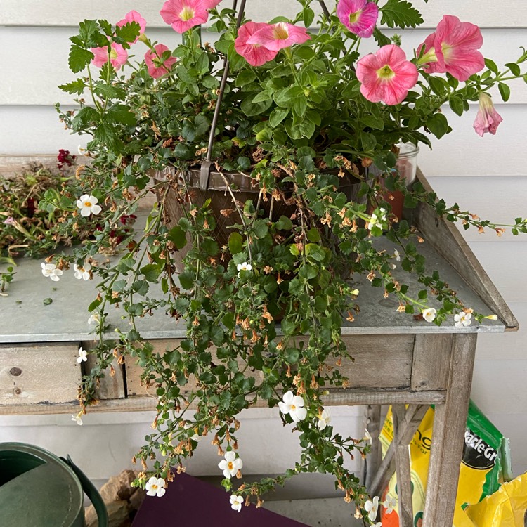 Plant image Sutera cordata 'Snowflake' syn. Bacopa cordata 'Snowflake'