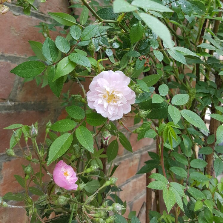 plant image 114802