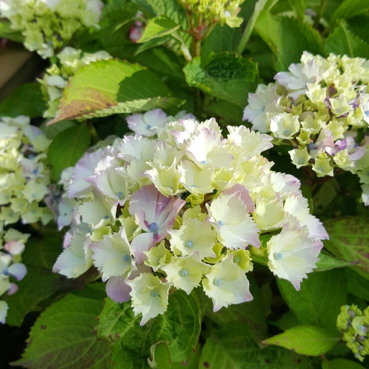 Hydrangea