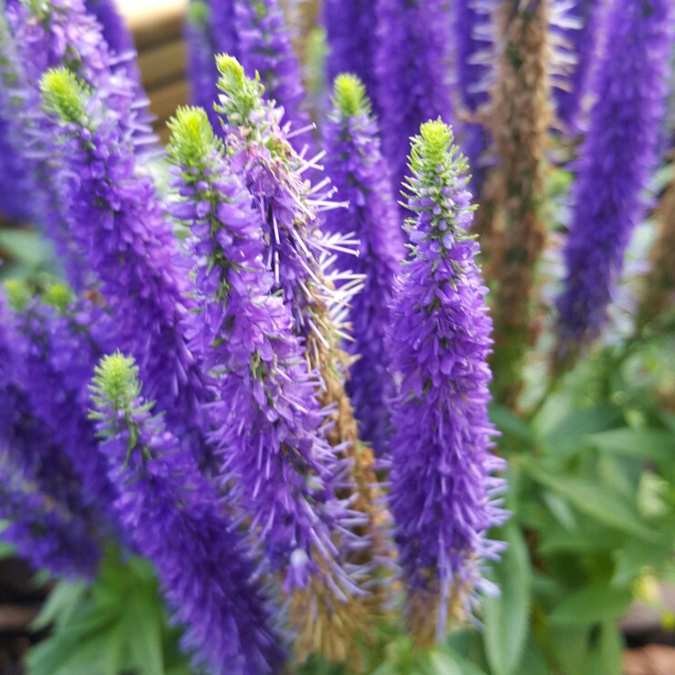 Spiked Speedwell 'Inspire Blue'