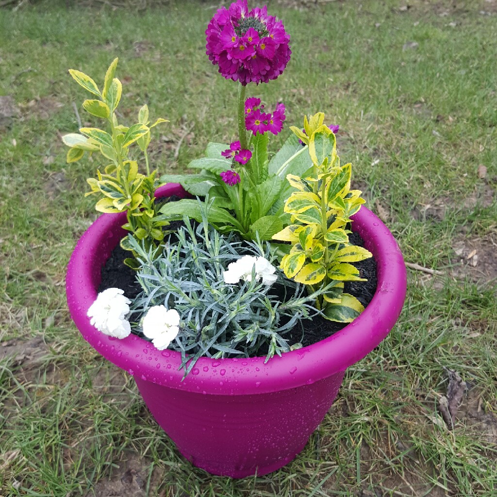 Primula denticulata