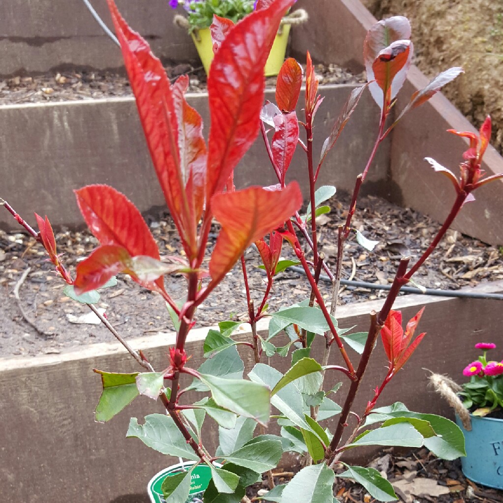 Photinia x fraseri 'Kolmavoca' syn. Photinia x fraseri 'Magical Volcano'