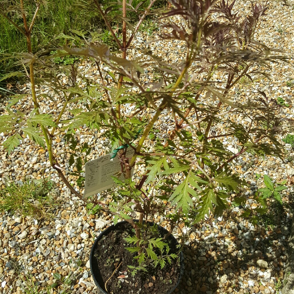 Sambucus racemosa 'Sutherland Gold'