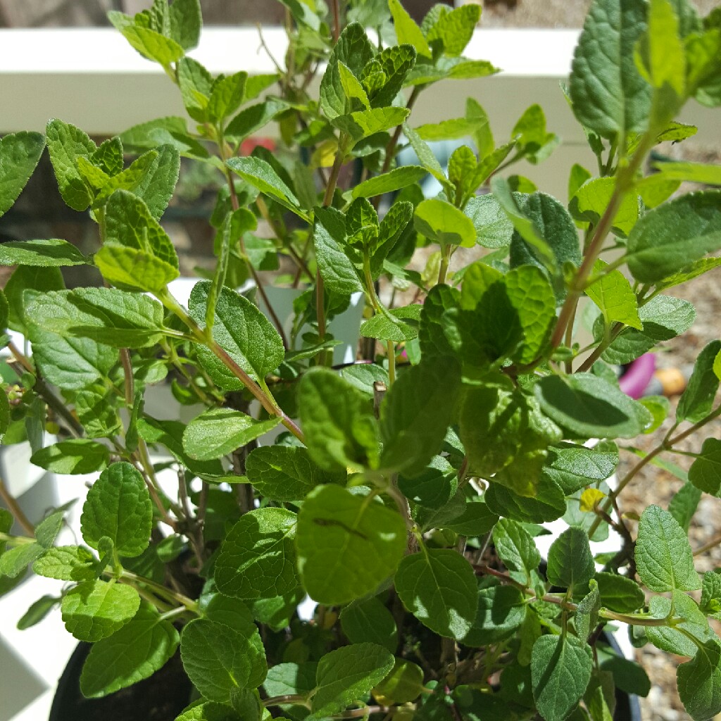 Salvia microphylla 'San Carlos Festival'