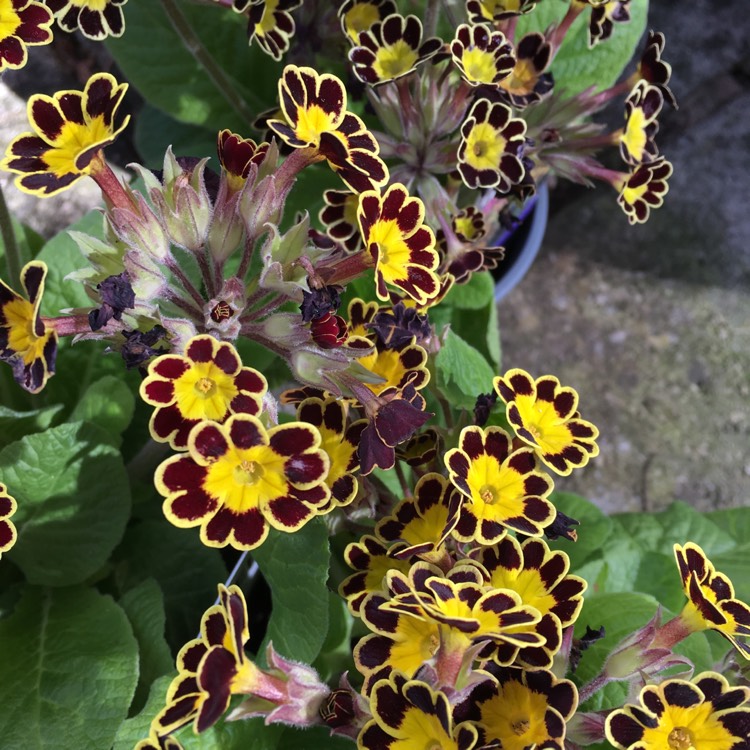 Plant image Primula Veris 'Little Queen Red'