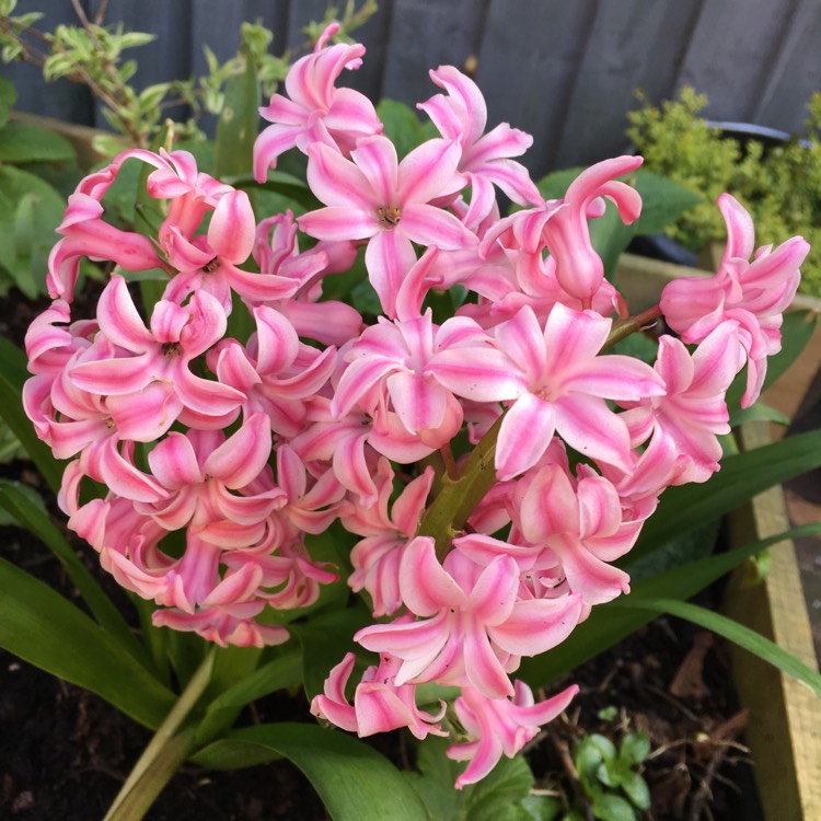 Plant image Hyacinthus orientalis 'Amethyst'