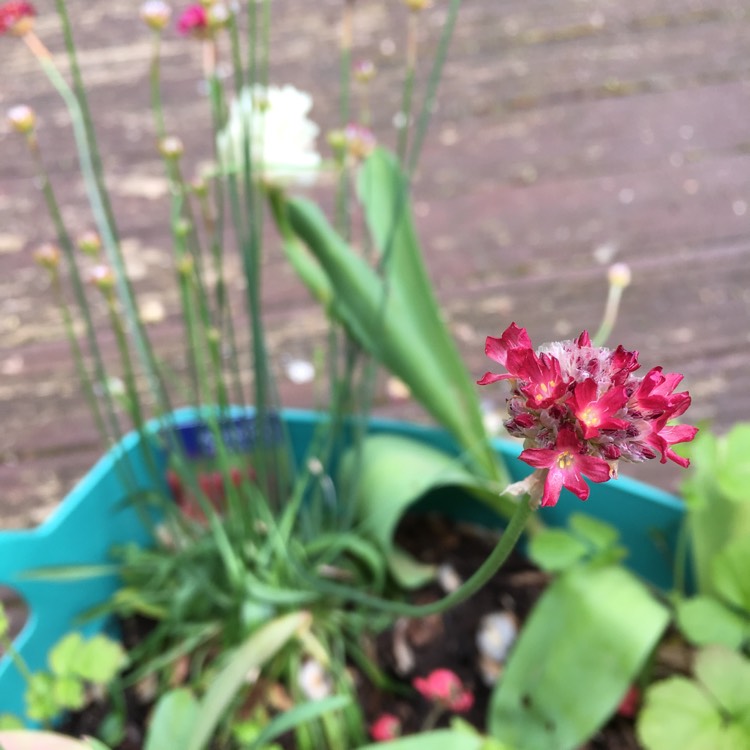 Plant image Armeria Pseudoarmeria 'Ballerina red'