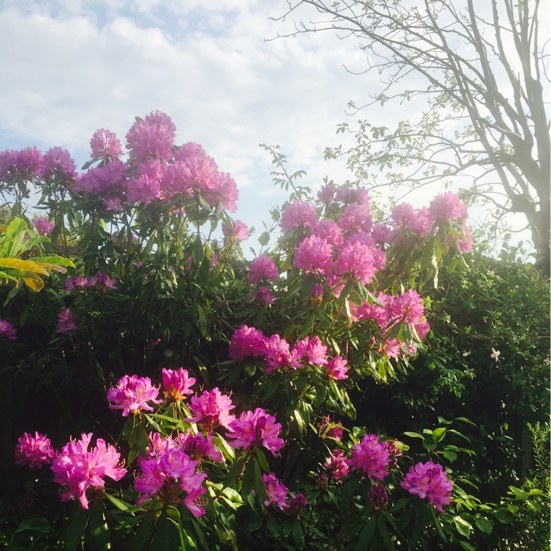 Rhododendron 'Delta'