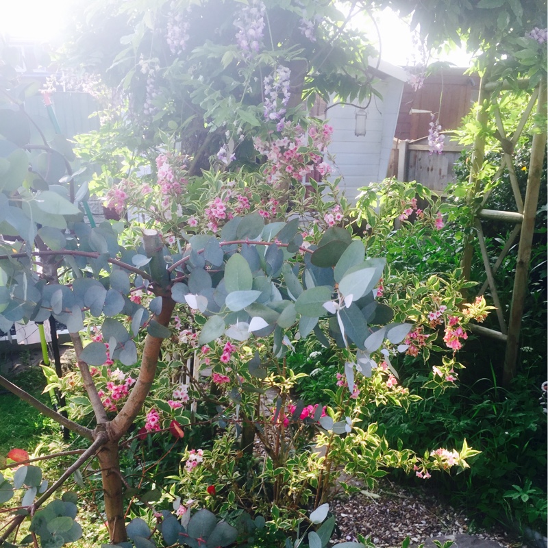 Gum Tree 'Pulverulenta'