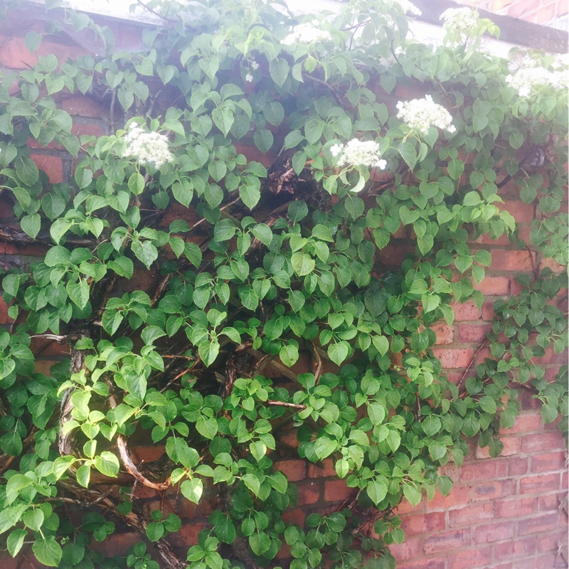 Climbing Hydrangea