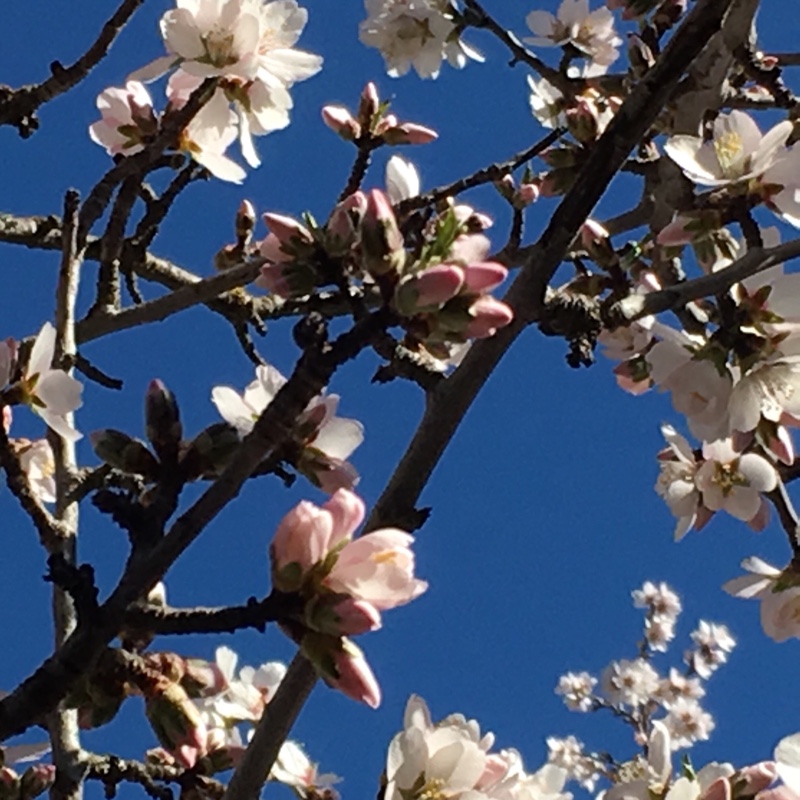 Plant image Prunus triloba