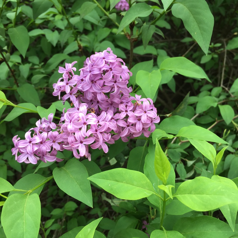 Persian Lilac