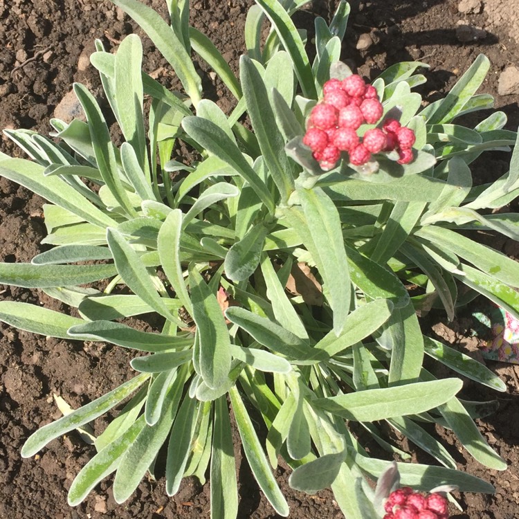 Plant image Helichrysum 'Ruby Cluster'