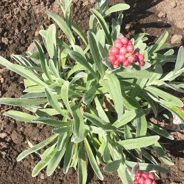 Plant image Helichrysum 'Ruby Cluster'