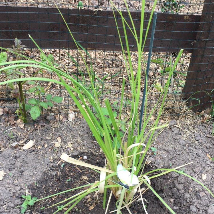 Plant image Cortaderia selloana 'Pumila'