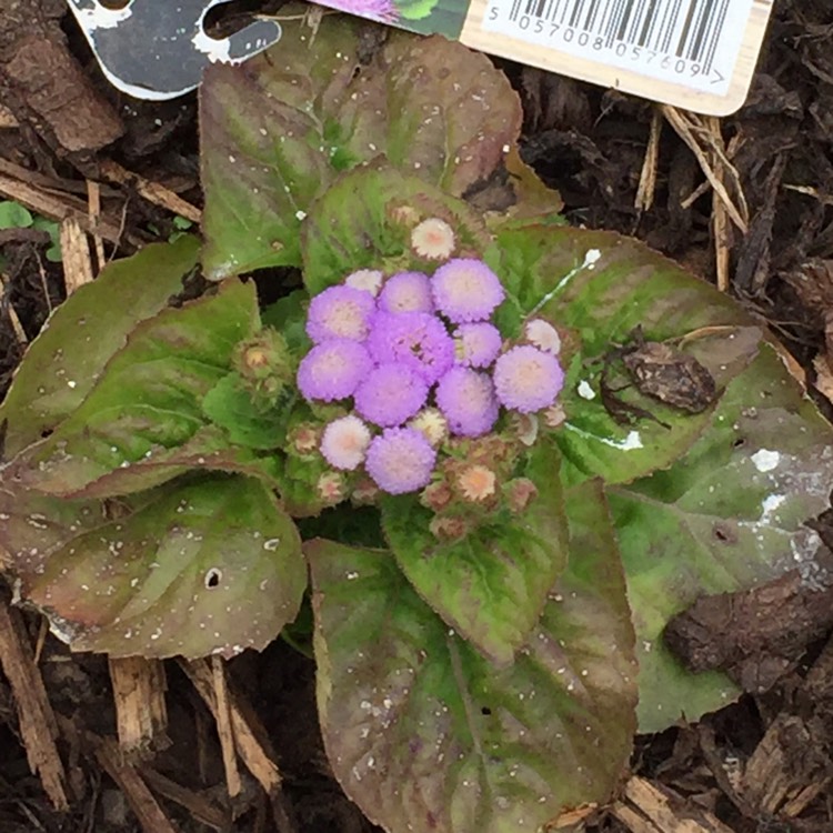 Plant image Ageratum houstonianum 'Blue Champion' syn. Ageratum houstonianum 'Champion Blue'