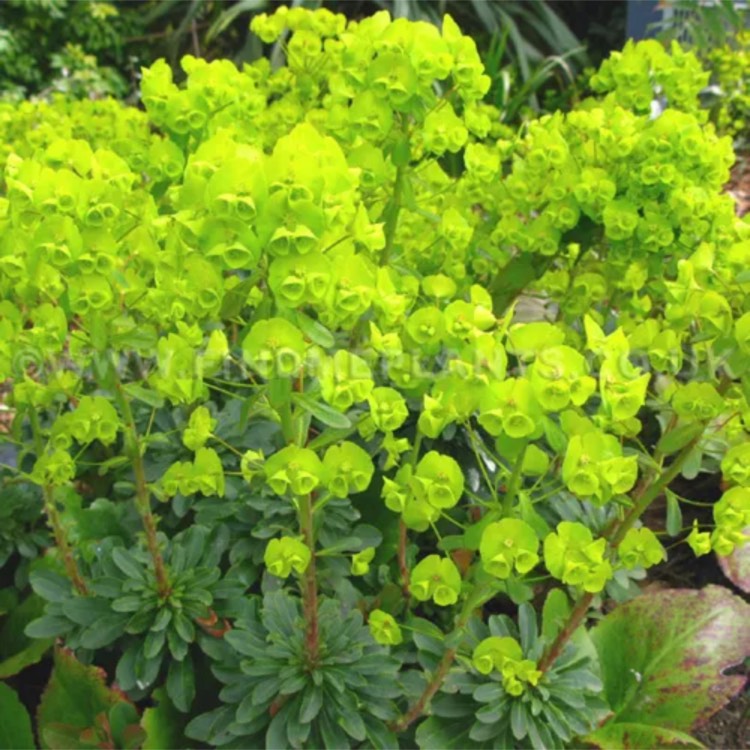 Plant image Euphorbia amygdaloides var. robbiae syn. Euphorbia robbiae