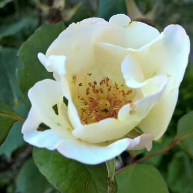 Rose 'Ellen Wilmott'