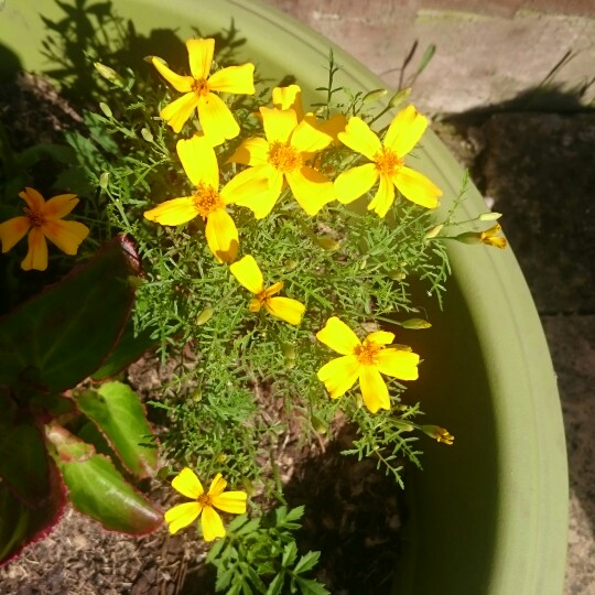 Tagetes tenuifolia 'Lemon Gem'