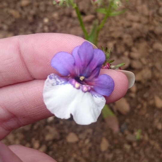 Plant image Nemesia 'Berries And Cream'