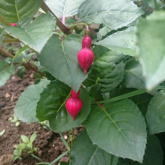 Fuchsia