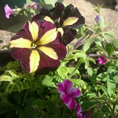 Petunia 'Phantom'