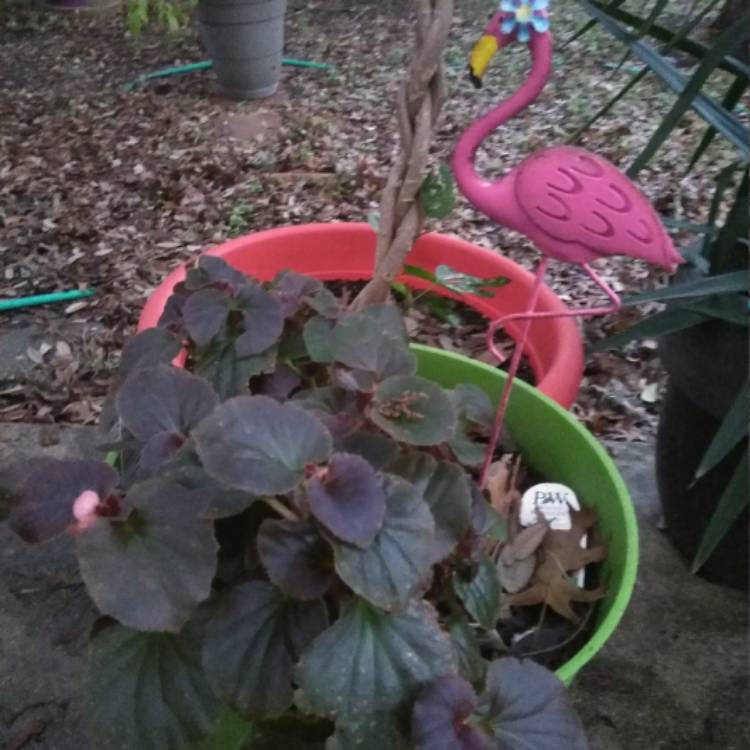 Plant image Begonia boliviensis 'San Francisco'