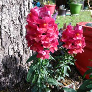 Snapdragon