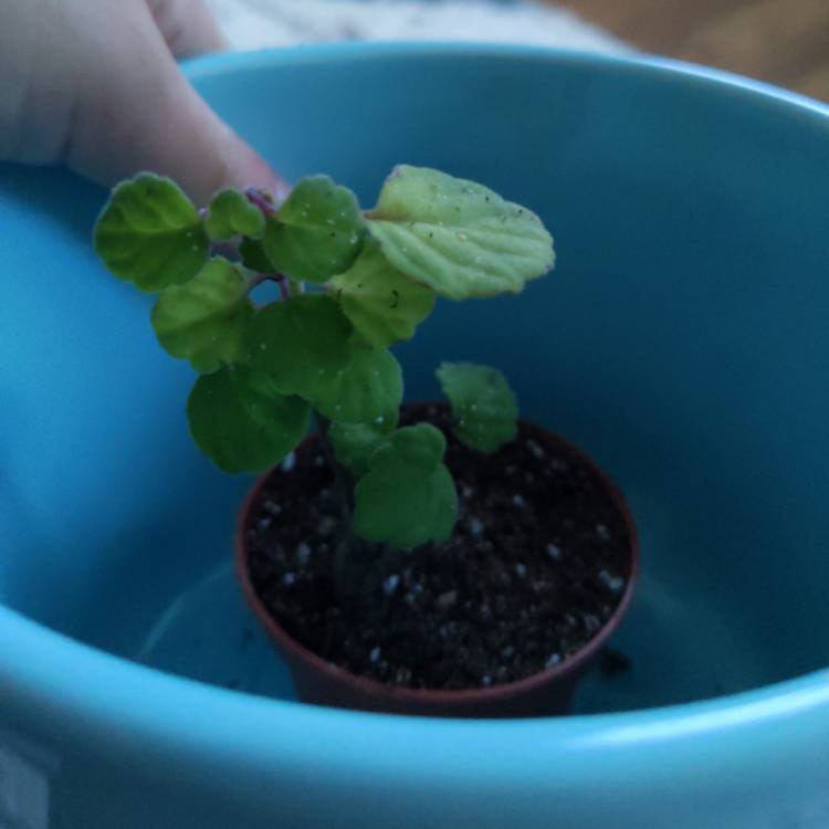 Plant image Plectranthus ernstii