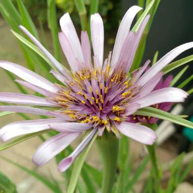 Wild Salsify