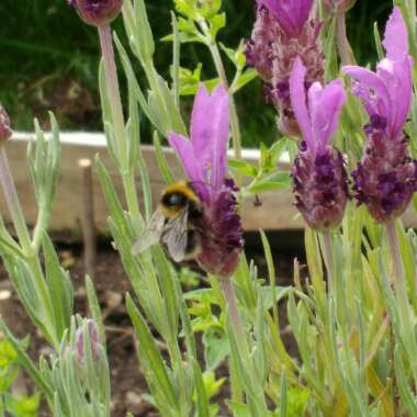 Lavender (Species) Lavender stoechas