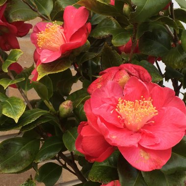 Camellia