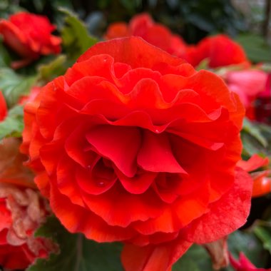 Tuberous Begonia 'Nonstop Mix'