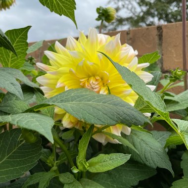 Dahlia 'Canary Fubuki' (Fimbriated)