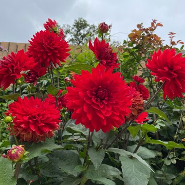 Dahlia 'Dahlinova Carolina Burgundy' (Bedding)