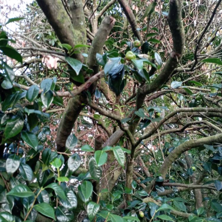 Plant image Macadamia ternifolia