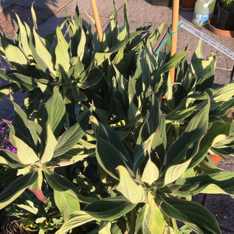 Plant image Echium candicans syn. Echium fastuosum