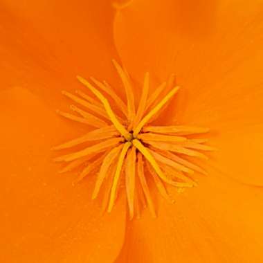 California Poppy