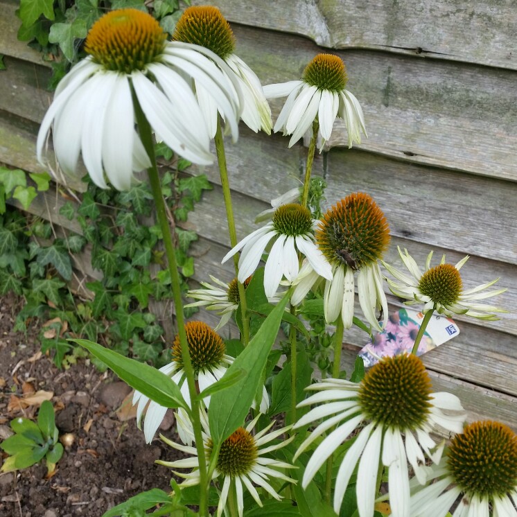 Plant image Echinacea purpurea 'Alba'