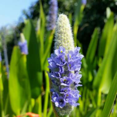 Pontederia cordata