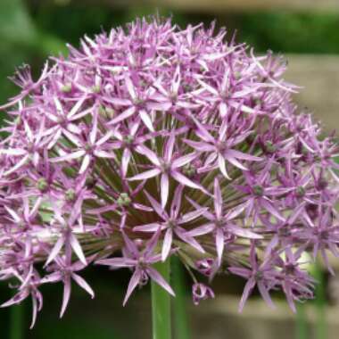 Allium 'Globemaster'