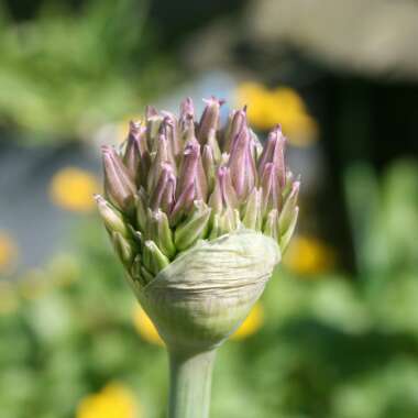 Allium hollandicum 'Purple Sensation' syn. Allium 'Purple Sensation', Allium aflatunense 'Purple Sensation'