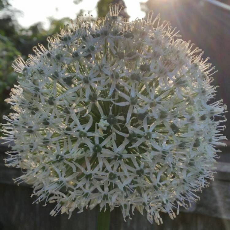 Plant image Allium 'Mont Blanc'