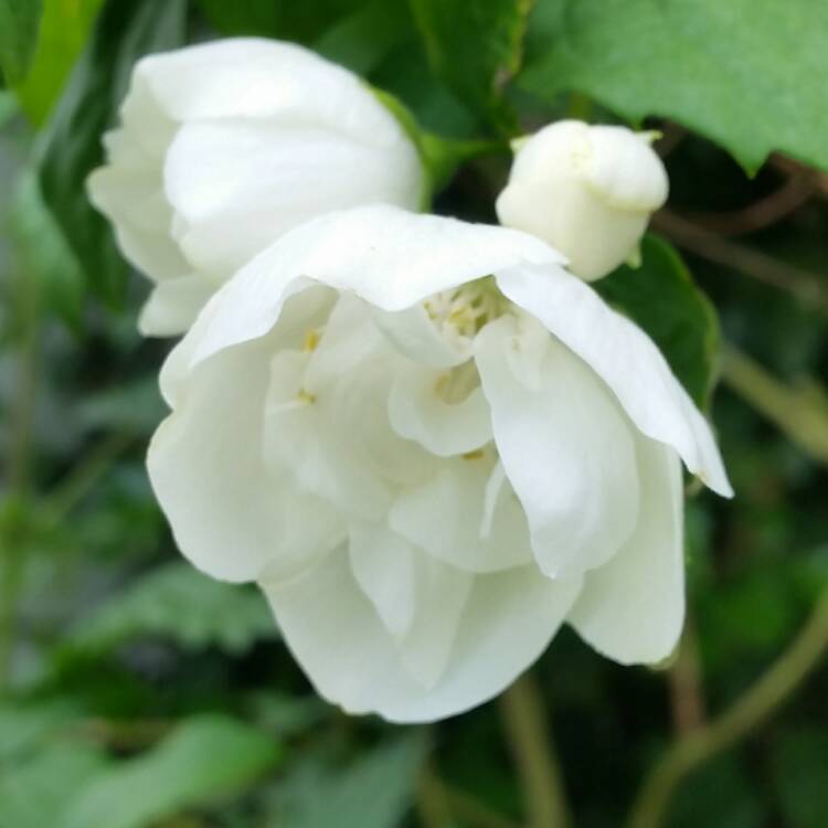 Plant image Philadelphus 'Virginal'