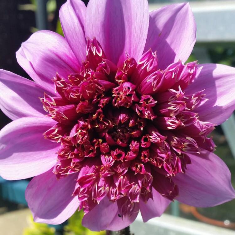 Plant image Dahlia 'Bayou' syn. Dahlia 'Blue Bayou'