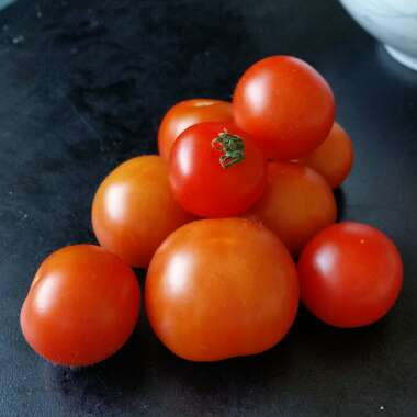 Solanum lycopersicum 'Gardener's Delight' syn. Solanum lycopersicum 'Gardeners Delight'