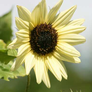 Helianthus 'Lemon Queen'