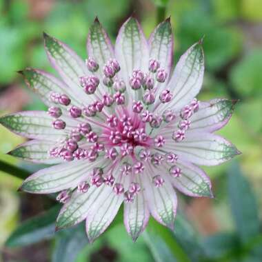 Astrantia