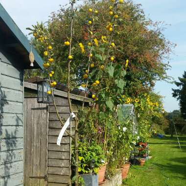 Malus x zumi 'Golden Hornet'