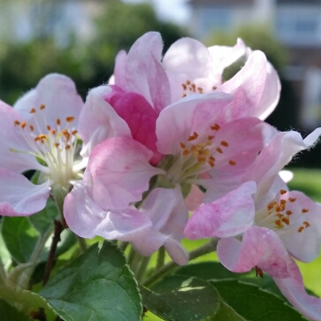 Malus x zumi 'Golden Hornet'